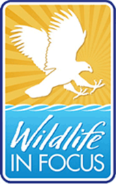 www.wildlifeinfocus.org